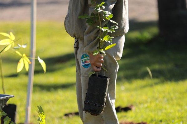 No Dia da Árvore, DAE destaca ações de restauração ambiental e proteção dos mananciais