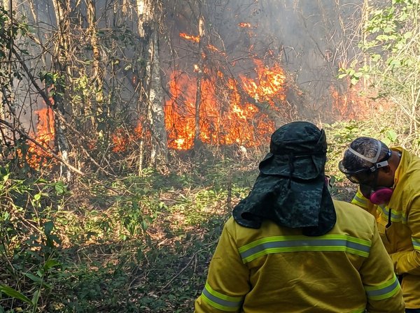 Com foco na prevenção, Divisão Florestal da GMJ integra ‘força-tarefa’ para mitigar efeitos de eventos climáticos extremos