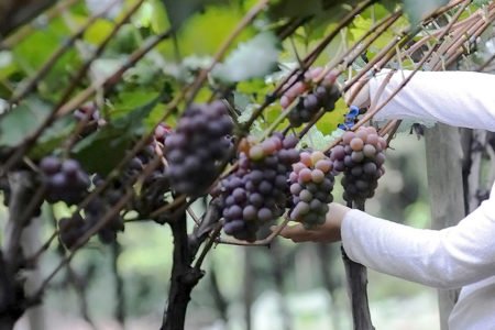 Novo site aproxima produtor rural dos serviços e programas de Jundiaí