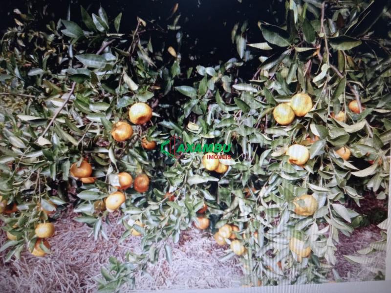 sitio em CAXAMBU, JUNDIAÍ - Sítio à venda em Jundiaí-SP com 54.000 m²,  casa com 02 dormitórios, 01 banheiro, 01 cozinha 04 vagas de garagens. - Foto 3