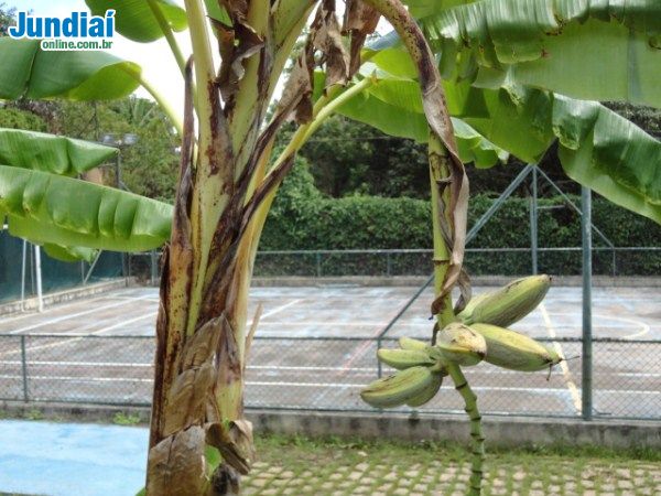 Chácara em , Louveira - Foto 45